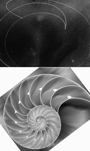 shell.jpg