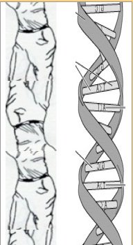 DNA Hogan.jpg
