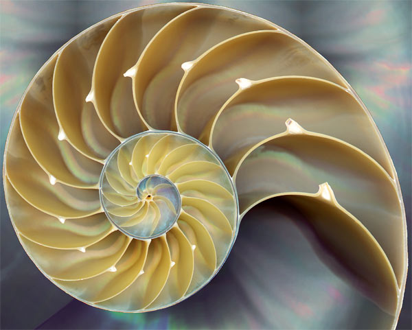shell2.jpg