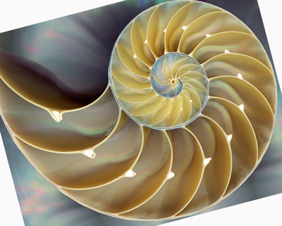 shell2 copy.jpg