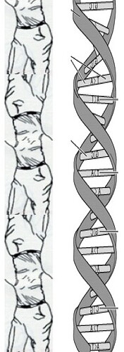 Hogan DNA.jpg