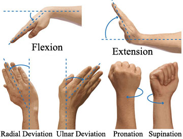 wrist flexion extension.jpg