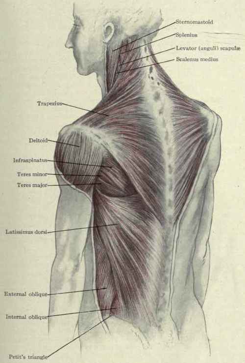 back muscles 2.jpg
