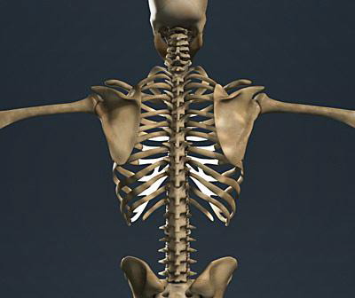 back skeleton 1.jpg
