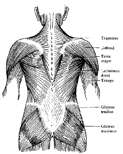 back muscles 1.gif