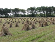 wheat stiches.jpg