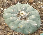 peyote-3-th.jpg