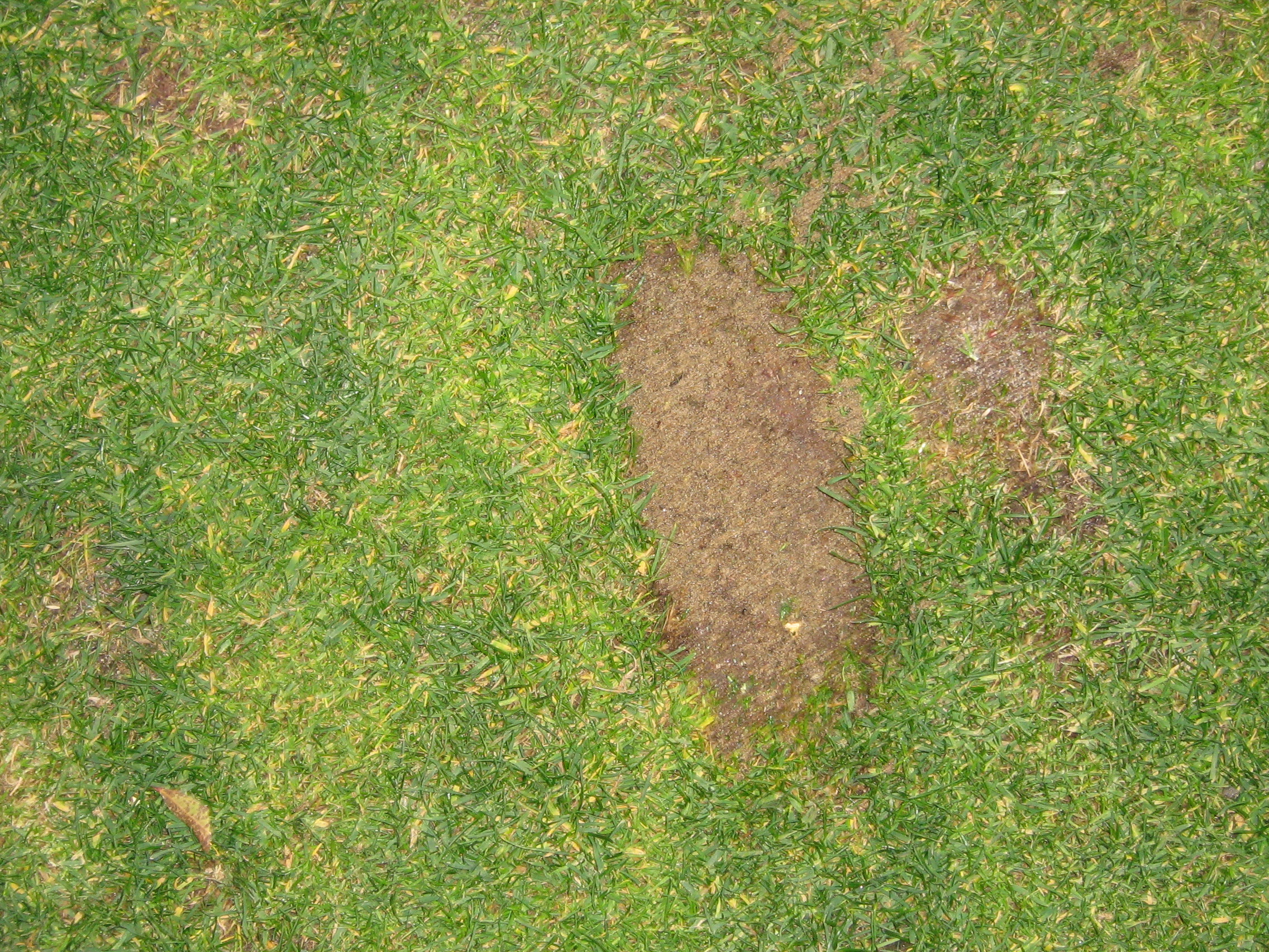 Divot at the Mare.JPG