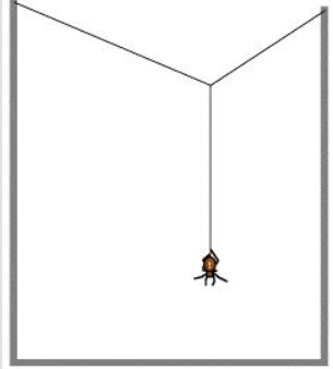 spideraxis.jpg