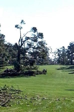 Eisenhower Tree-Damaged.jpg
