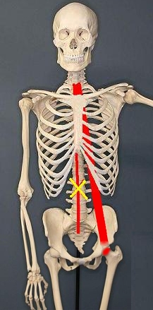 357px-Human-Skeleton 03.jpg