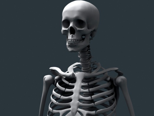 front skeleton 1.jpg