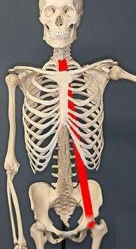 357px-Human-Skeleton 07.JPG