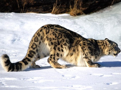 pounce.jpg